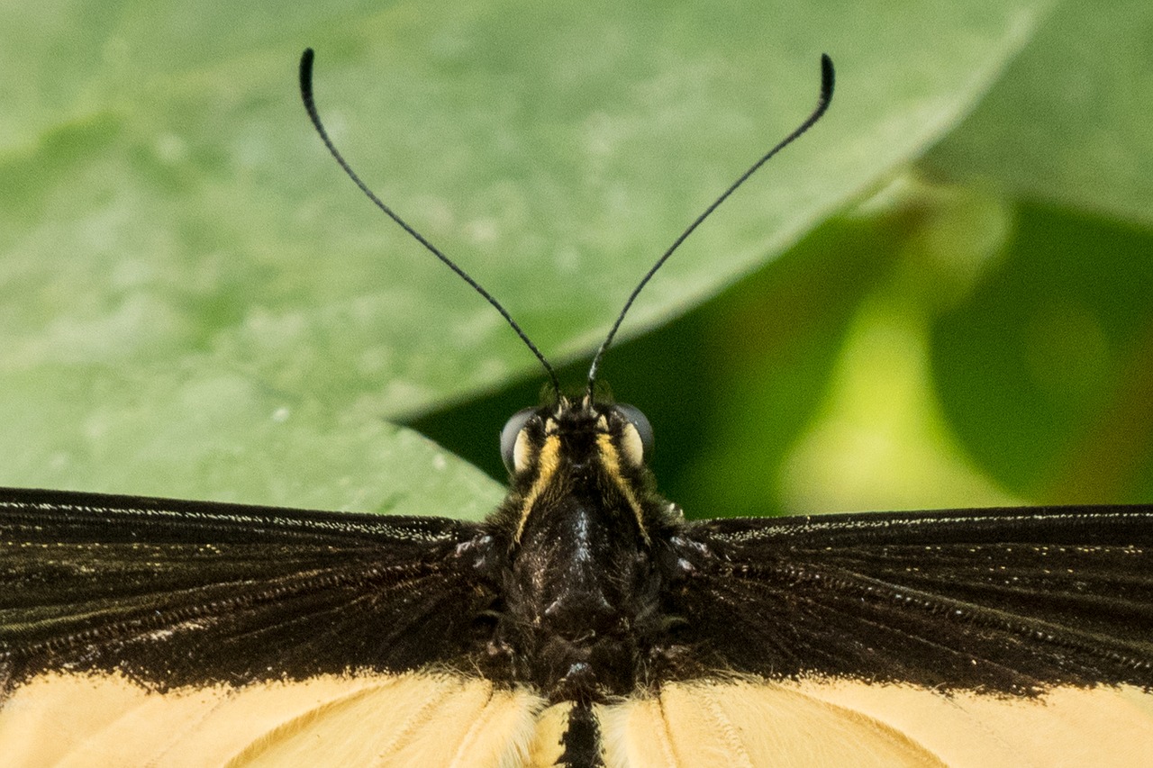 butterfly  antenna  antennae free photo