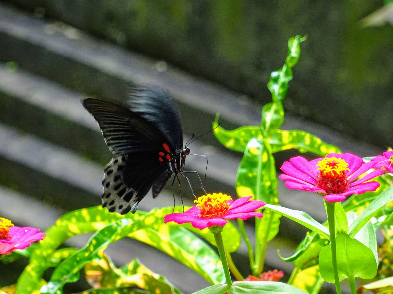 butterfly  flower  insect free photo