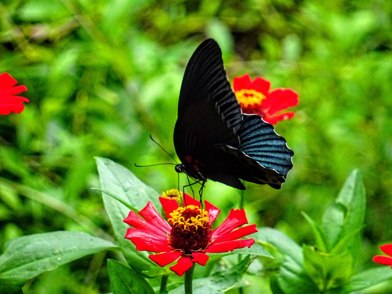 butterfly  flower  insect free photo