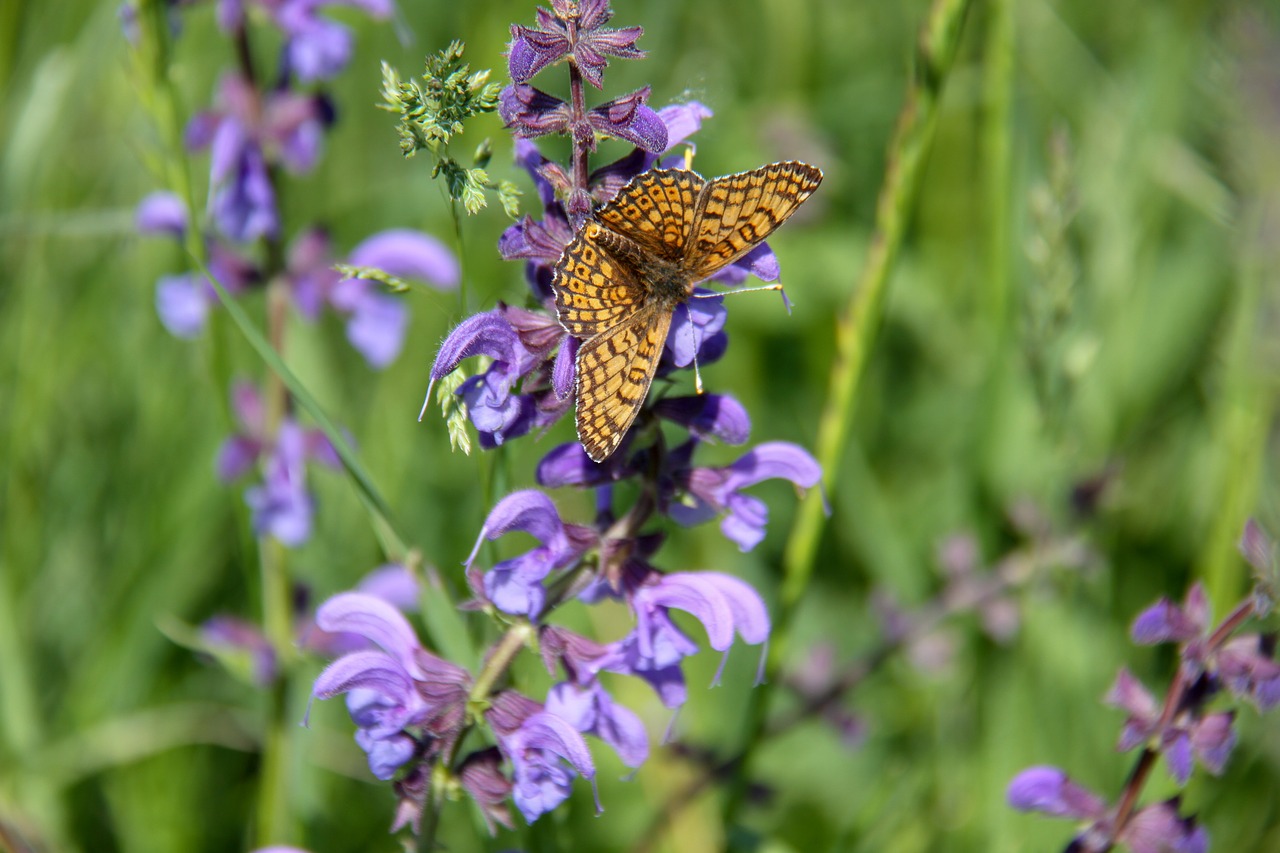 butterfly  pre  nature free photo