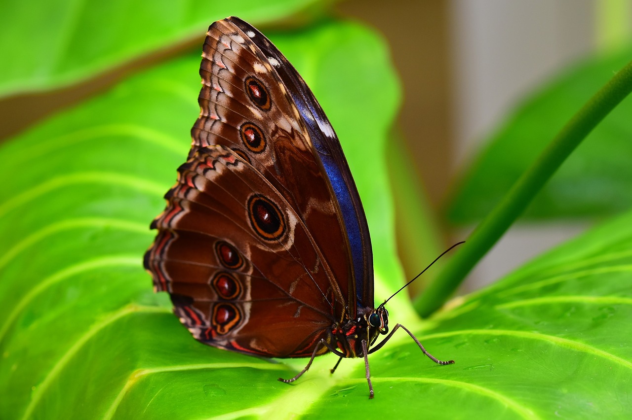 butterfly  insect  nature free photo