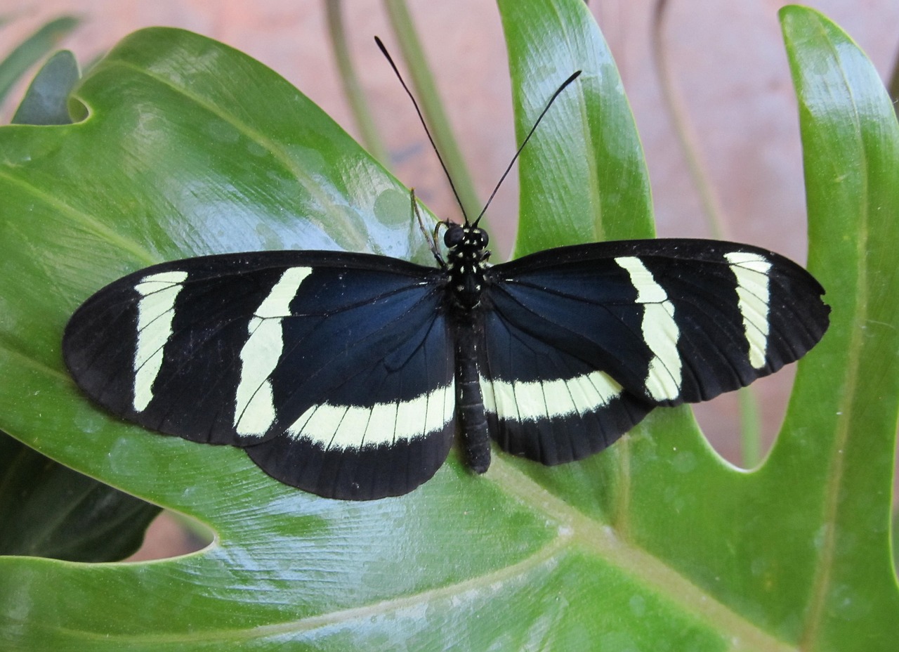 butterfly  hewitsoni longwing  macro free photo