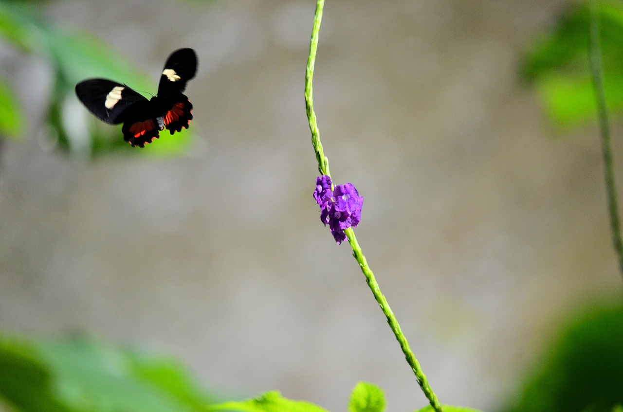 butterfly flower nature free photo