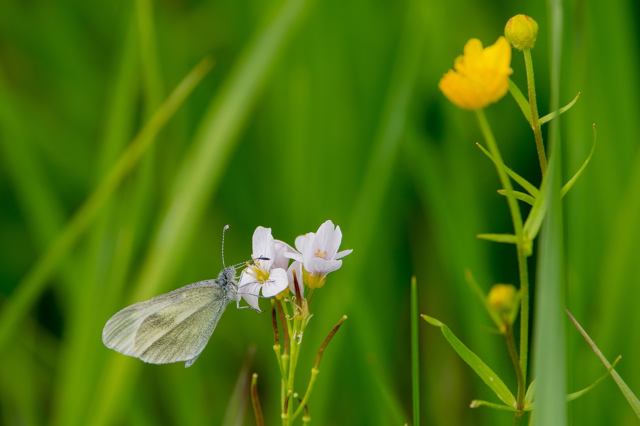 butterfly  nature  flower free photo