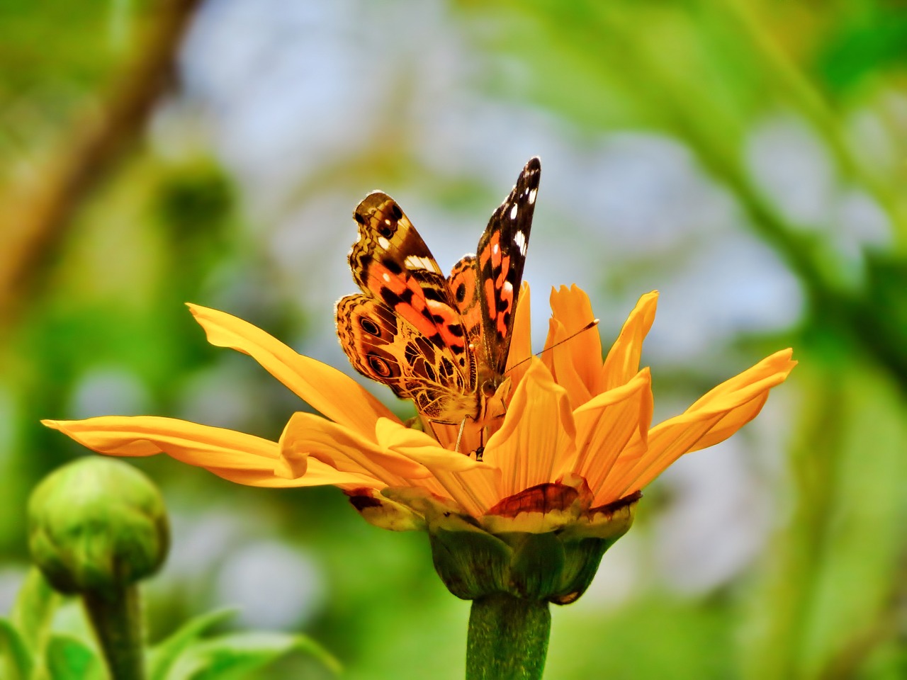 butterfly  sunflower  yellow free photo