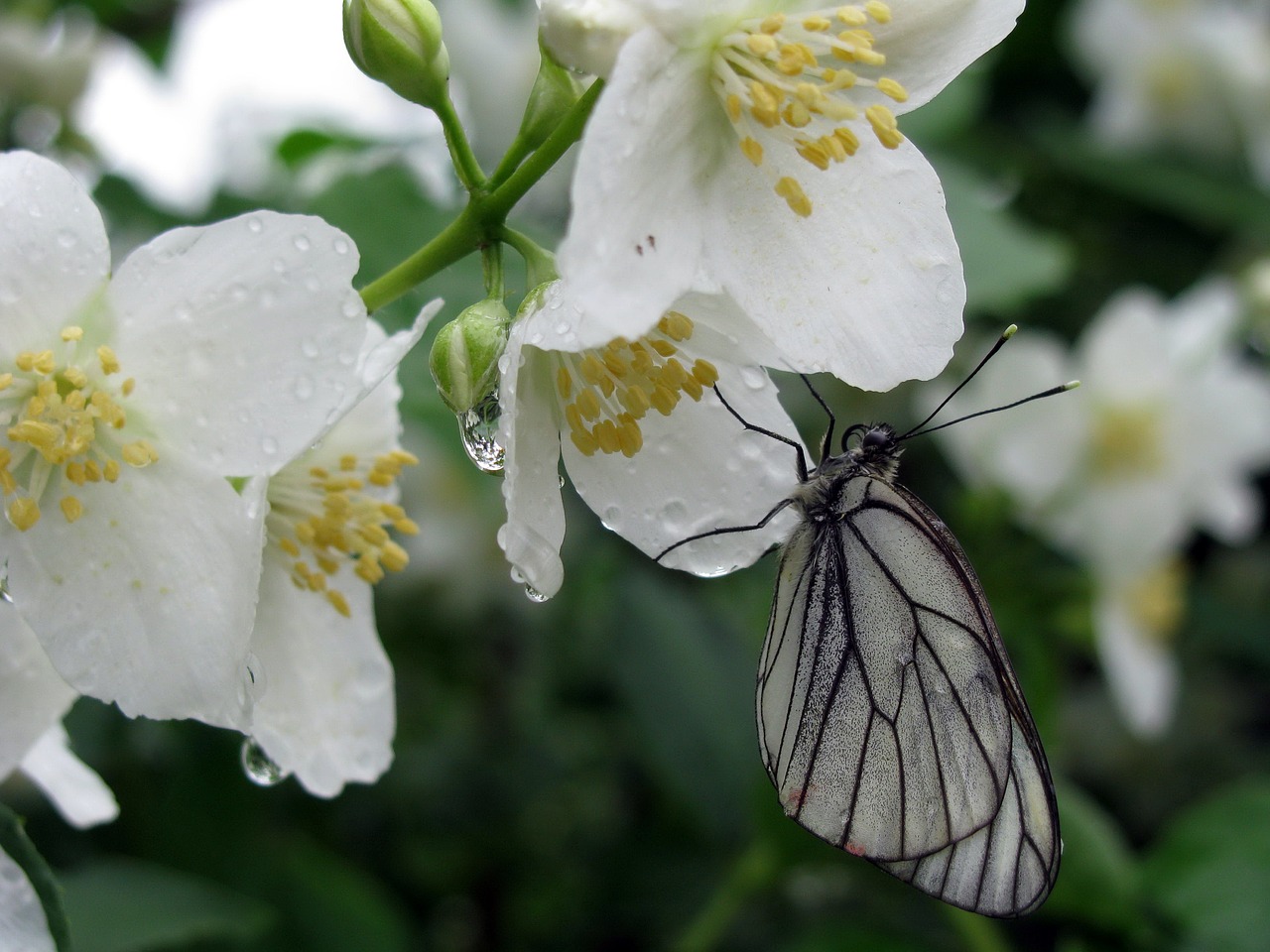 butterfly  wet  flowers free photo