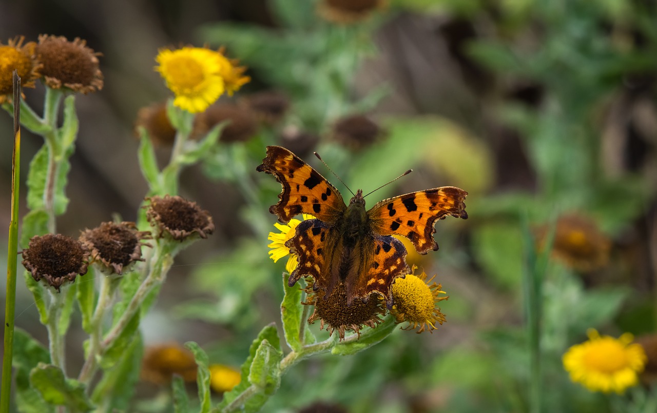 butterfly  comma  nature free photo
