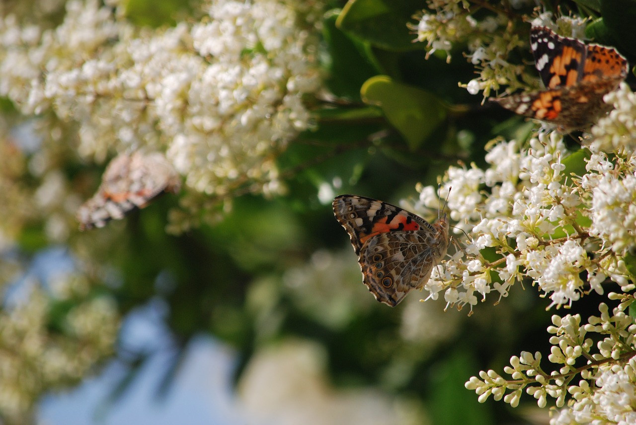 butterfly  butterflies  painted lady free photo