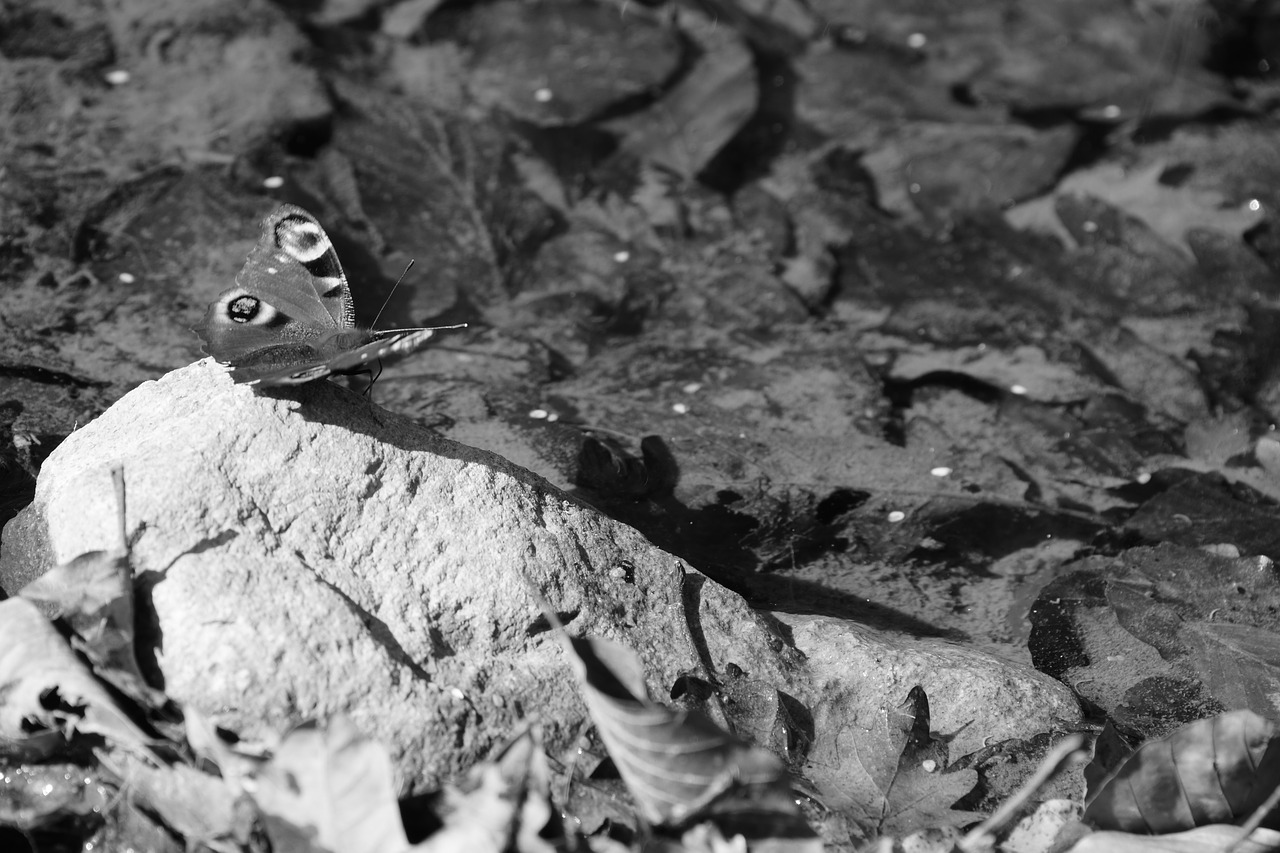 butterfly  black white  insect free photo