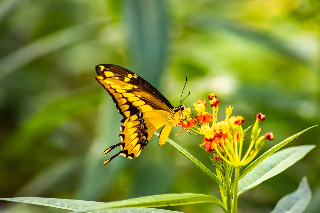 butterfly  flower  blossom free photo