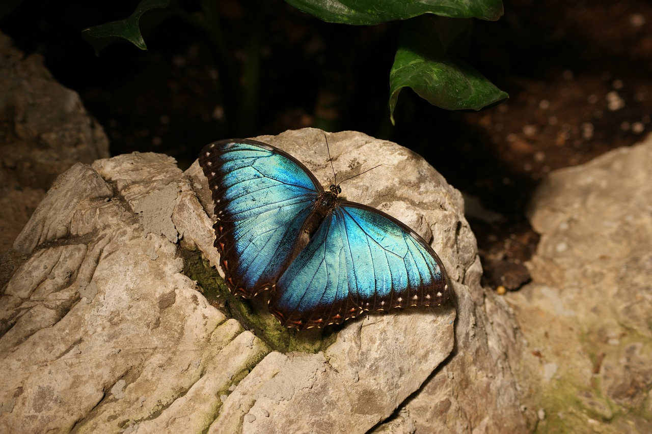 butterfly  blue  morpho free photo