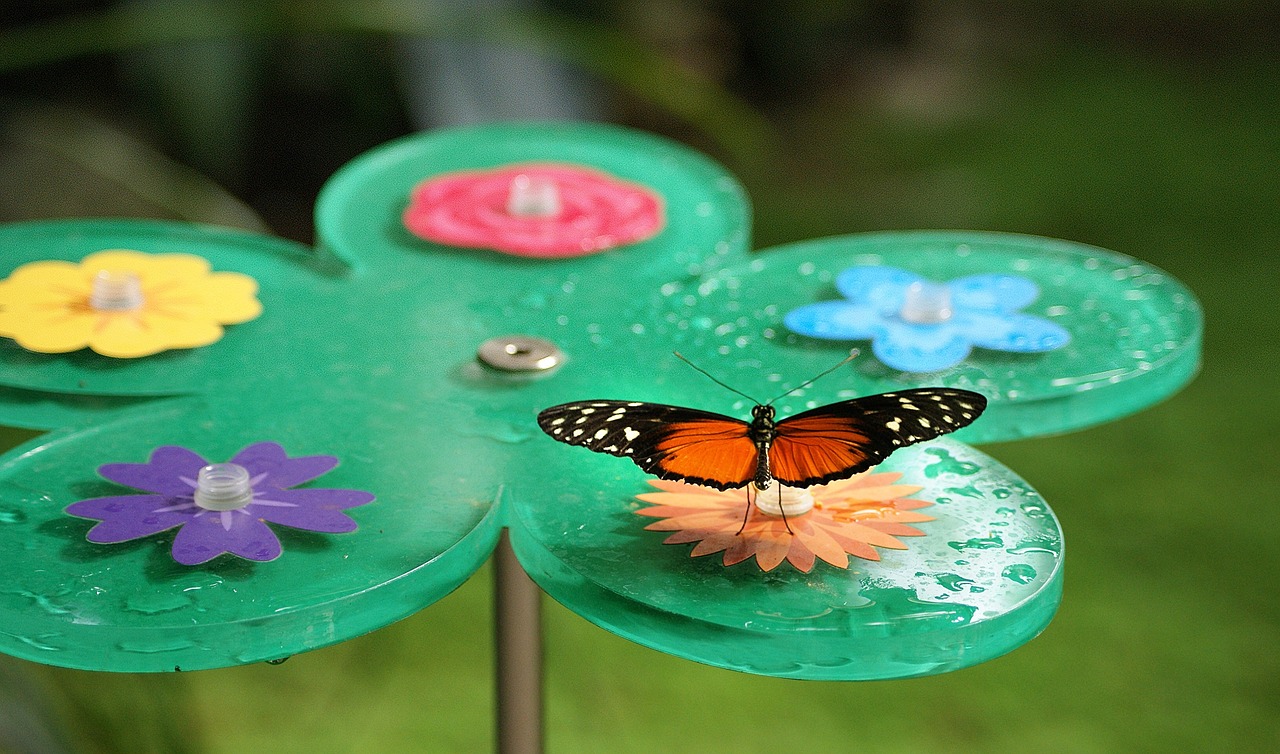 butterfly  bug  butterflies free photo