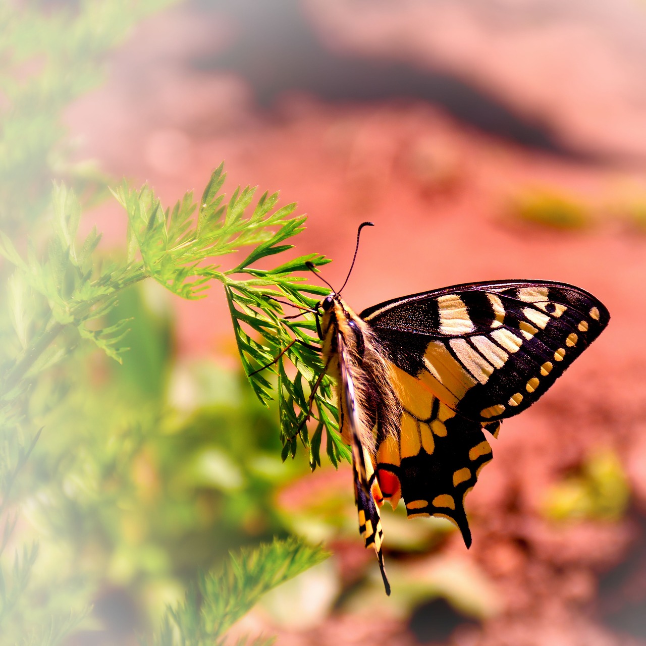 butterfly  nature  carrots herb free photo