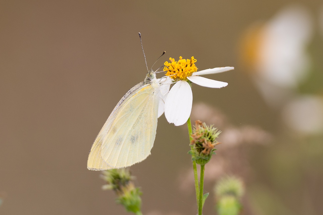 butterfly  nature  flower free photo