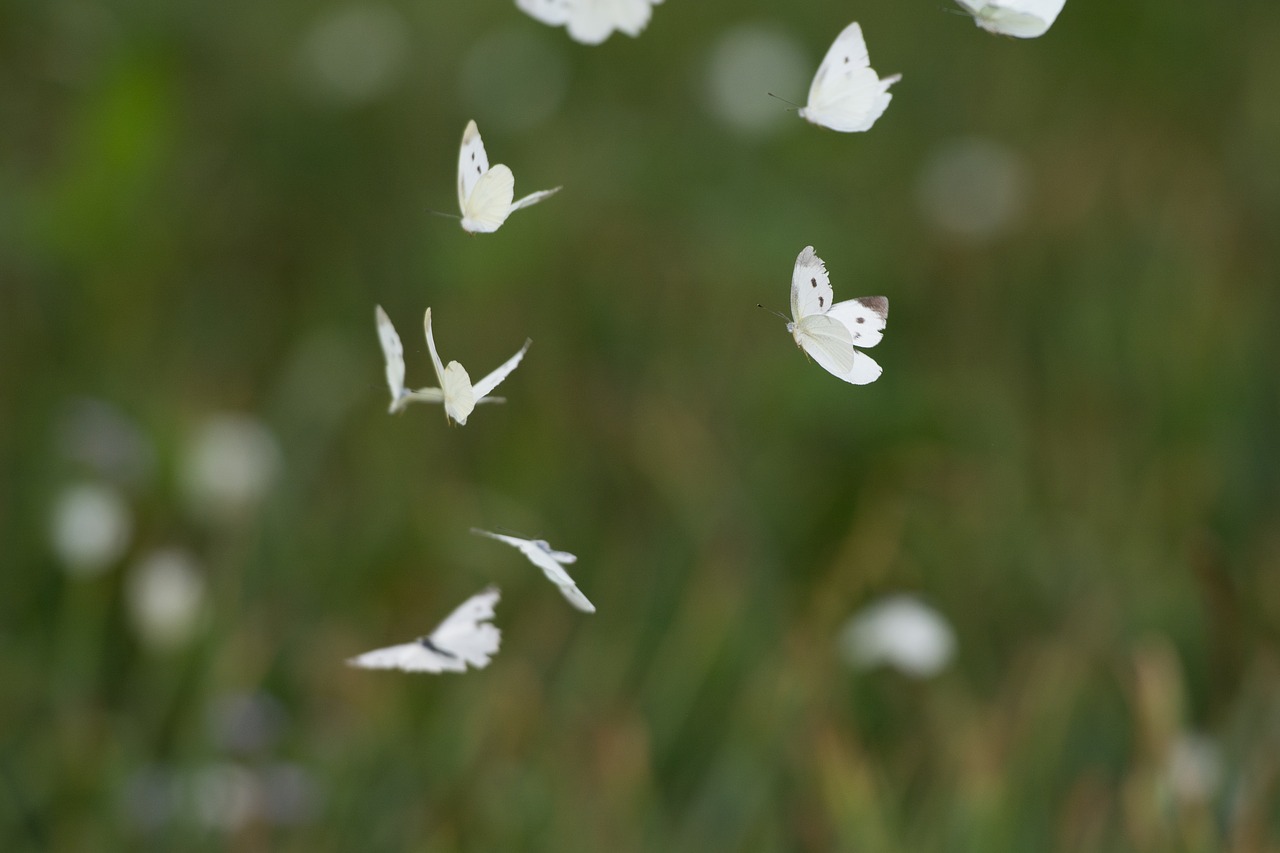 butterfly  nature  flower free photo