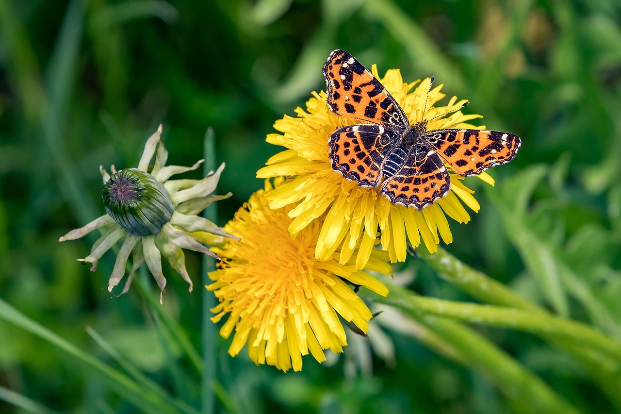 butterfly  dandelion  spring free photo