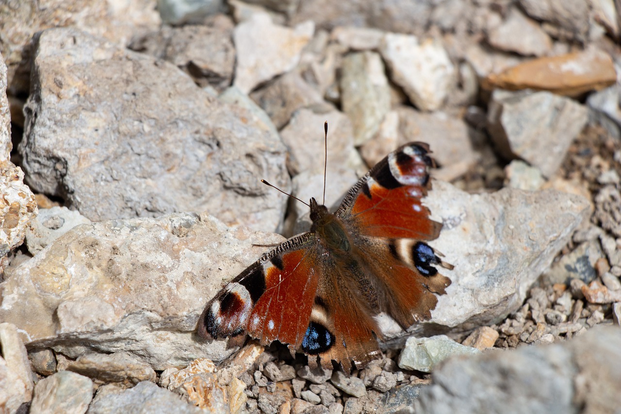 butterfly  insect  macro free photo