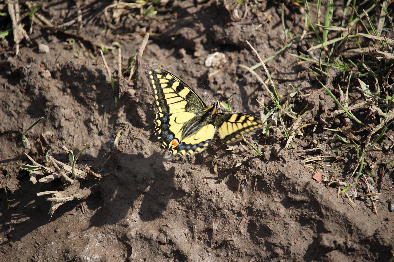 butterfly  insect  macro free photo