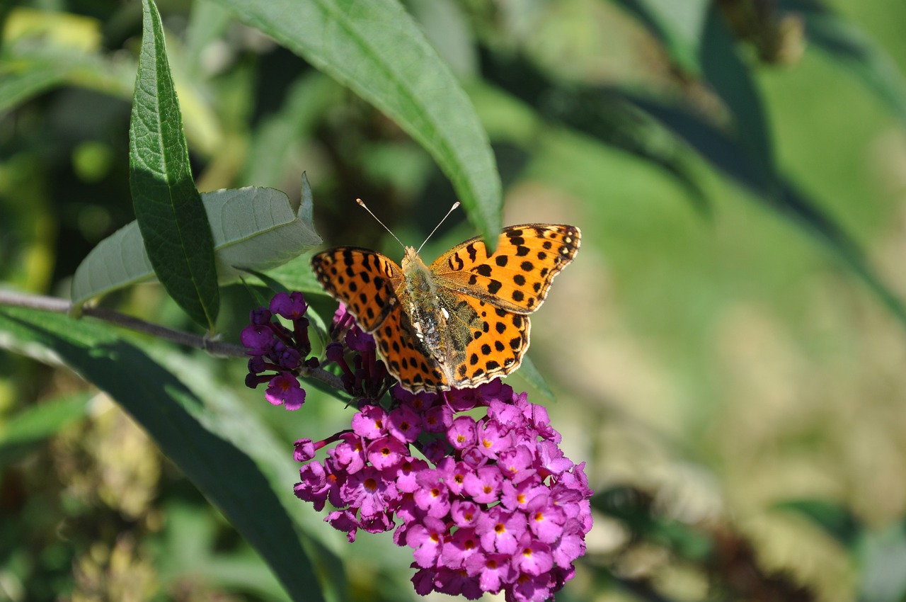 butterfly  flowers  forage free photo