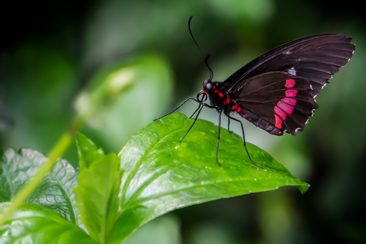 butterfly  plant  green free photo