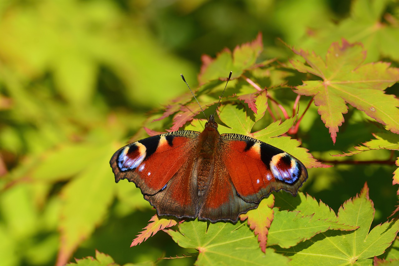 butterfly  insect  natural free photo