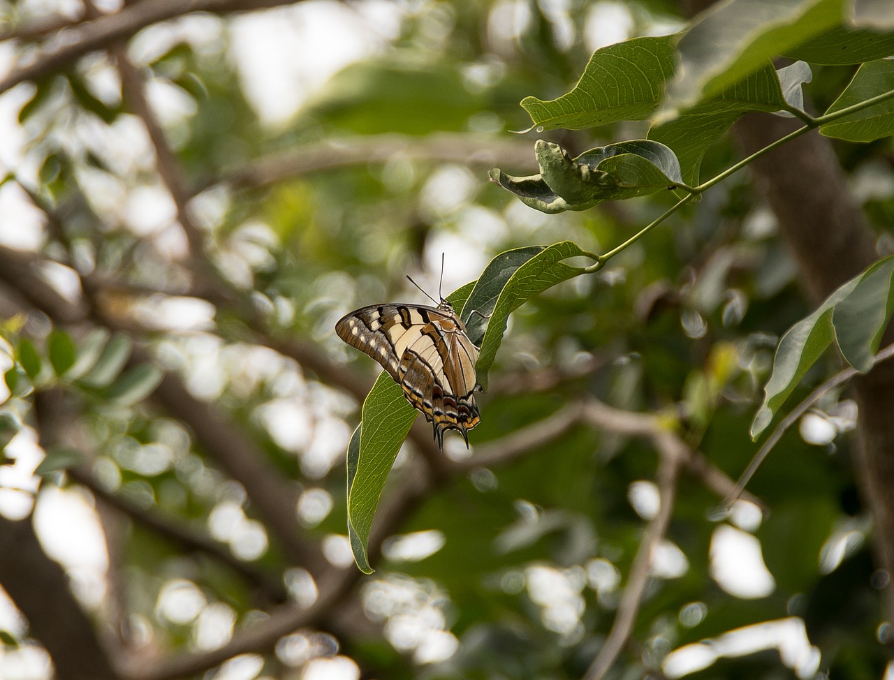 butterfly  tailed emperor  polyura sempronius free photo