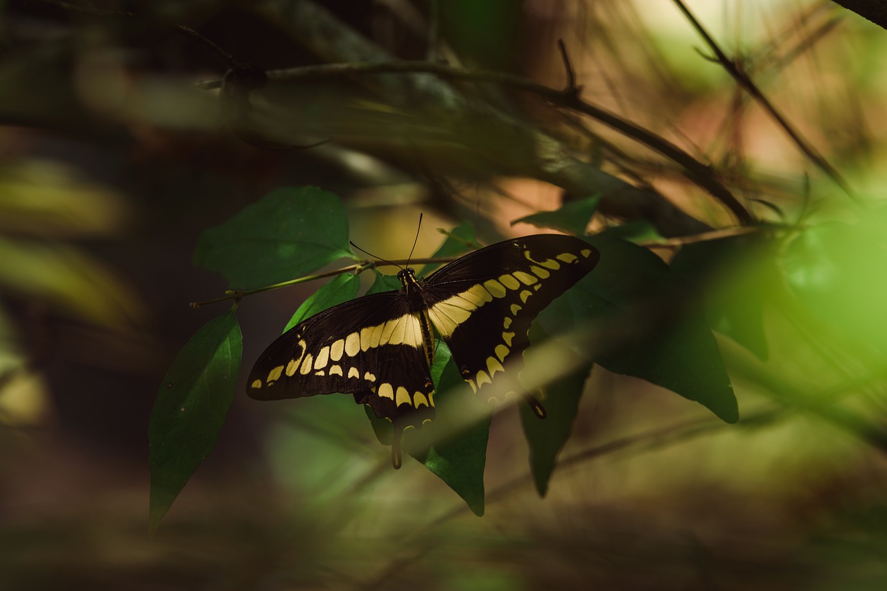 butterfly  yellow  greenery free photo