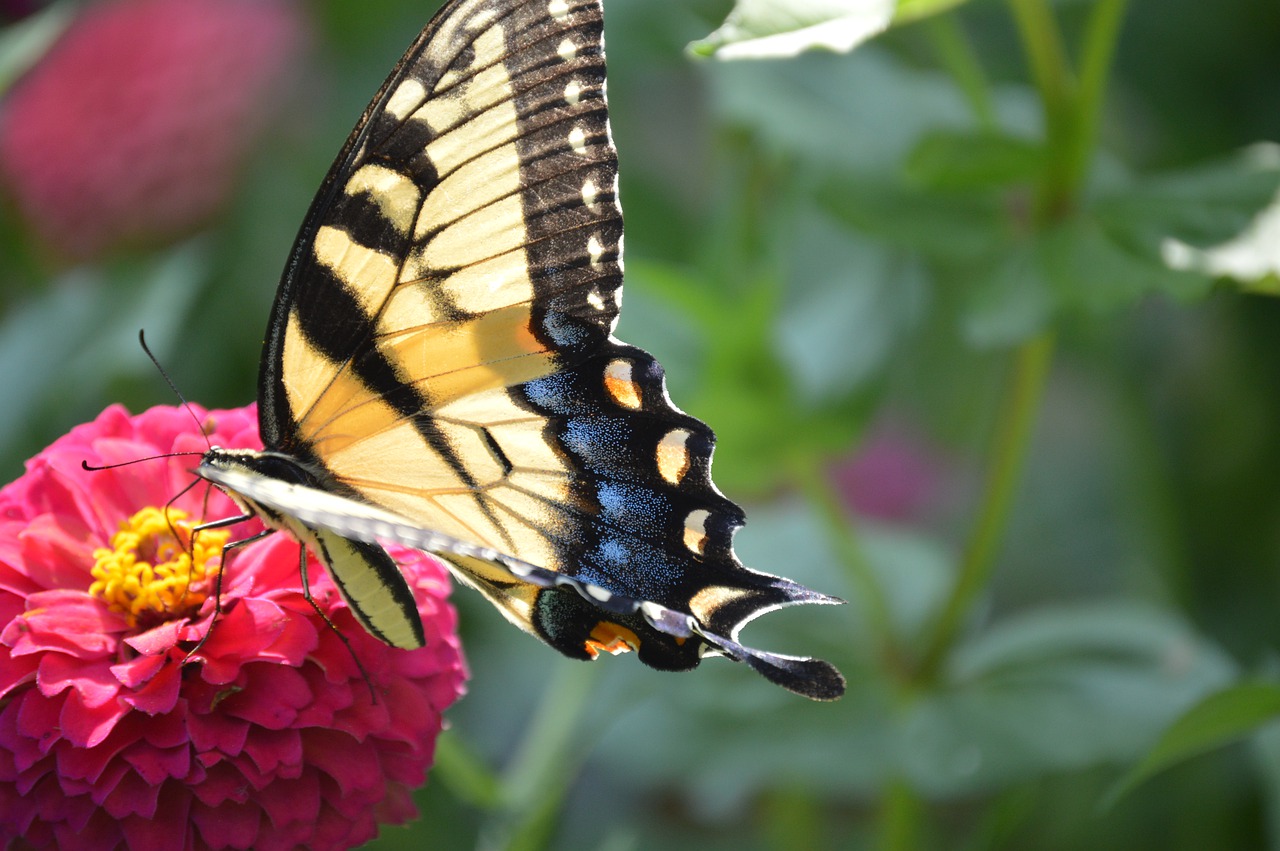 butterfly  summer  spring free photo