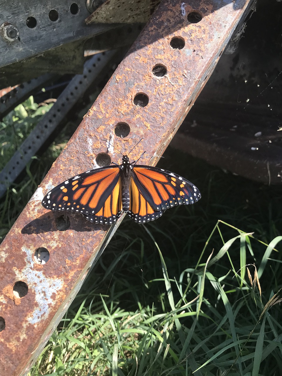 butterfly  monarch  grass free photo