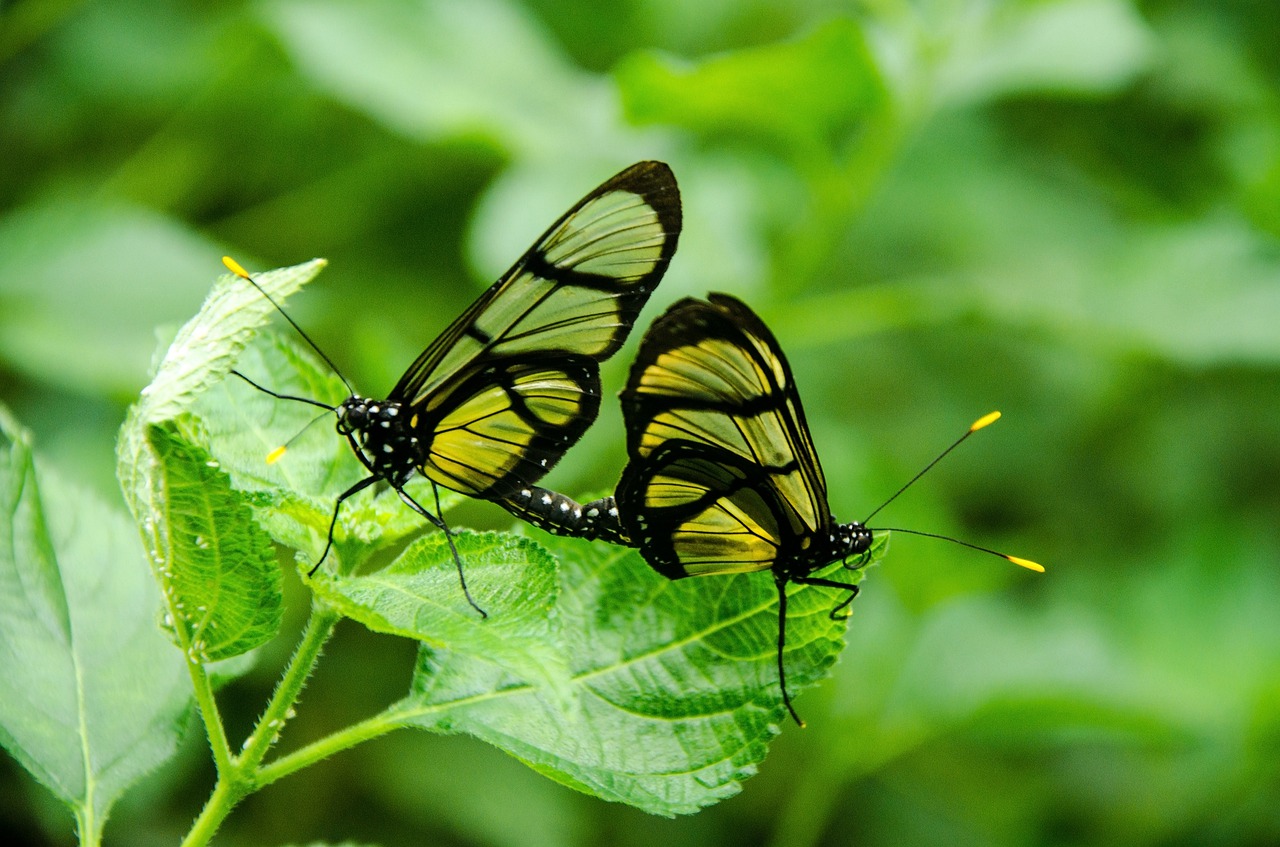 butterfly  pair  tropical free photo