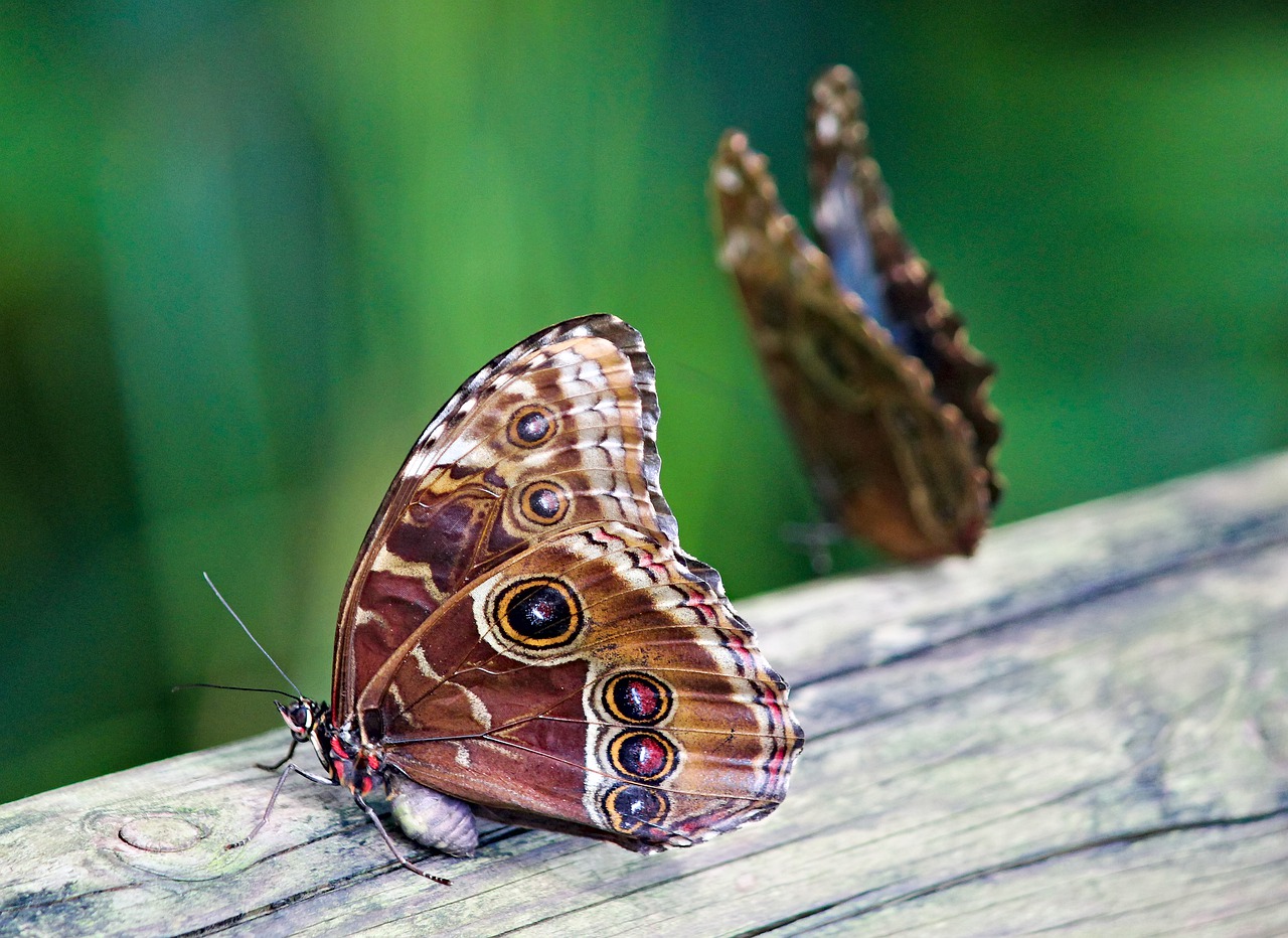 butterfly  insect  the exotic free photo