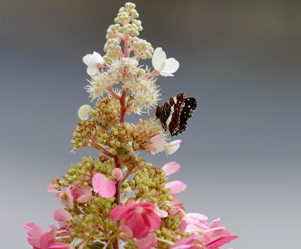 butterfly  flowers  pink free photo