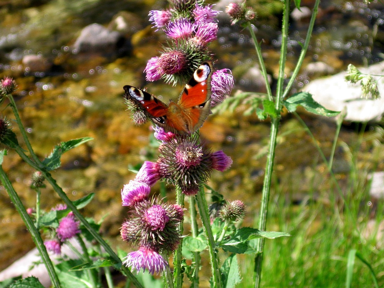 butterfly river flower free photo