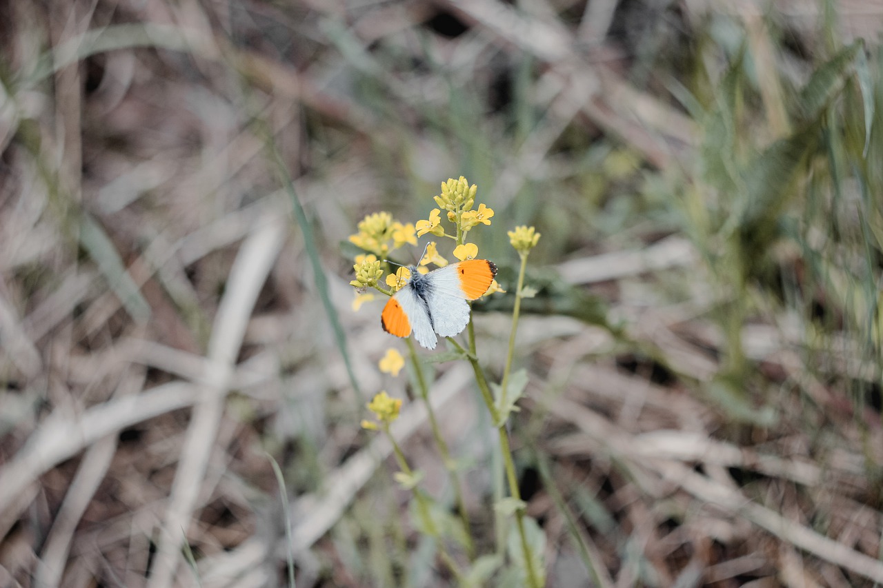 butterfly  white  orange free photo