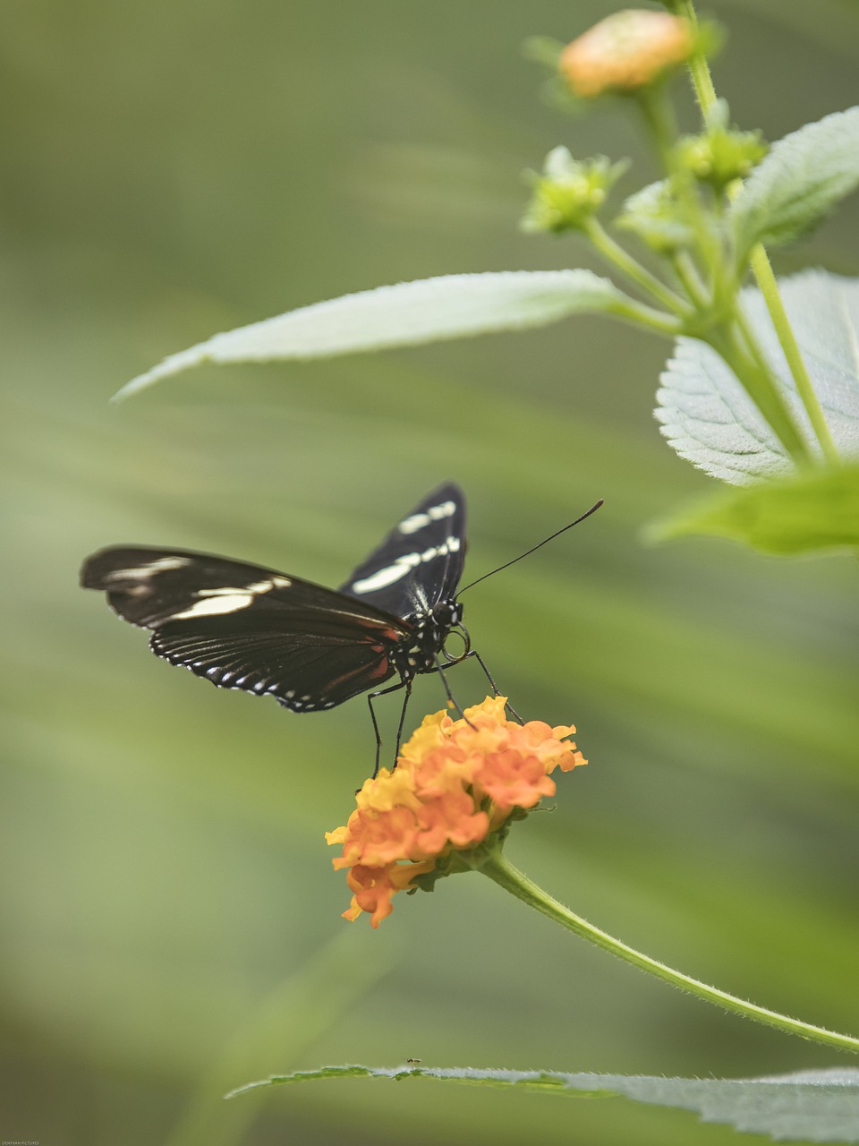 butterfly  insect  nature free photo