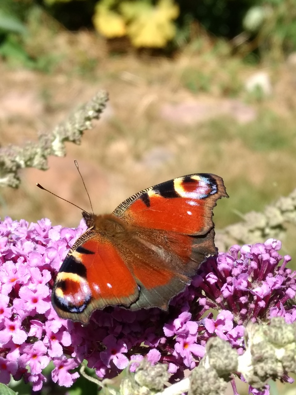 butterfly  flower  peacock butterfly free photo