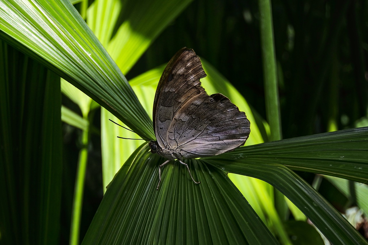 butterfly  insect  tropical free photo