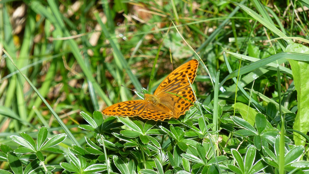 butterfly edge ring mother-of-pearl moth boloria eunomia free photo