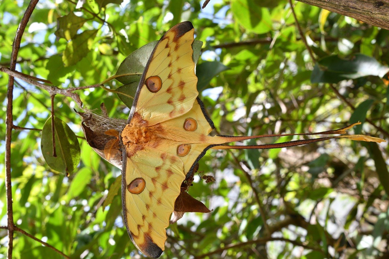 butterfly  a moth  insect free photo