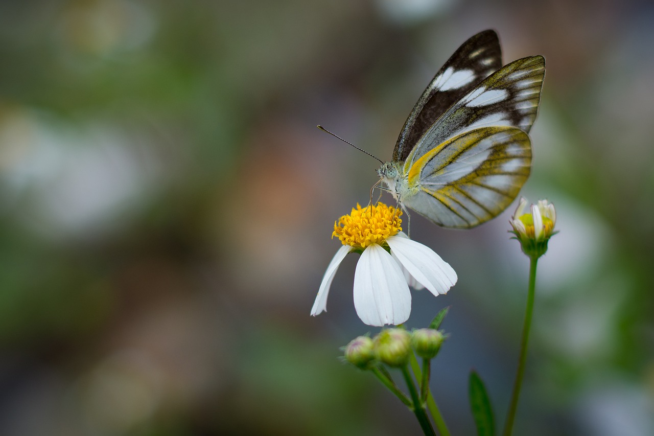 butterfly  flower  nature free photo