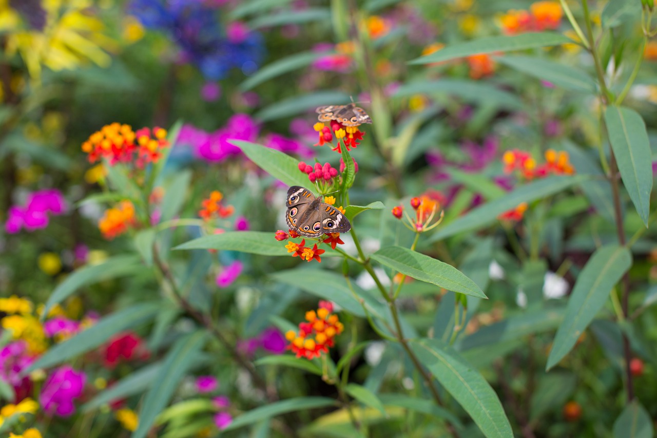 butterfly  flowers  insect free photo