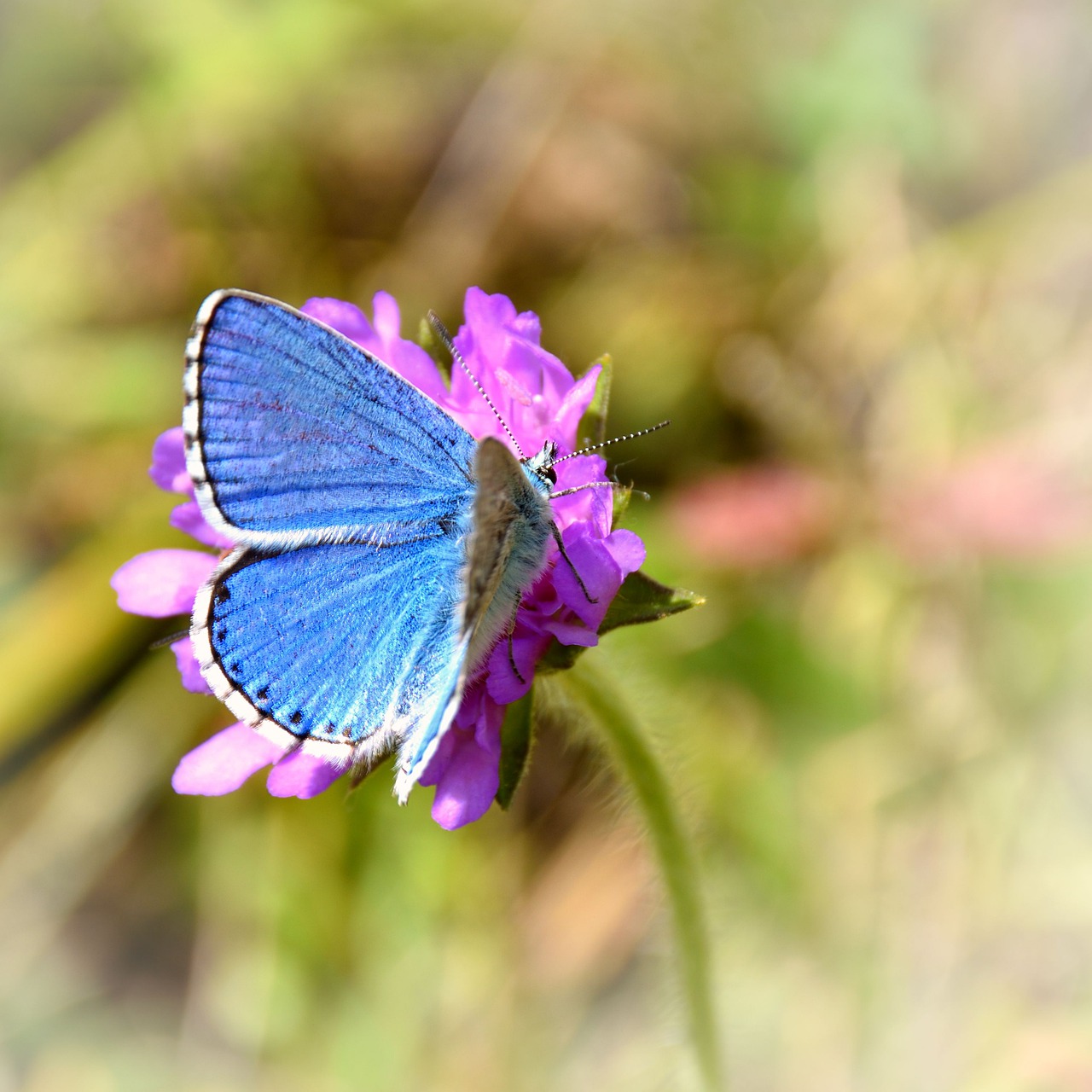 butterfly  flower  nature free photo