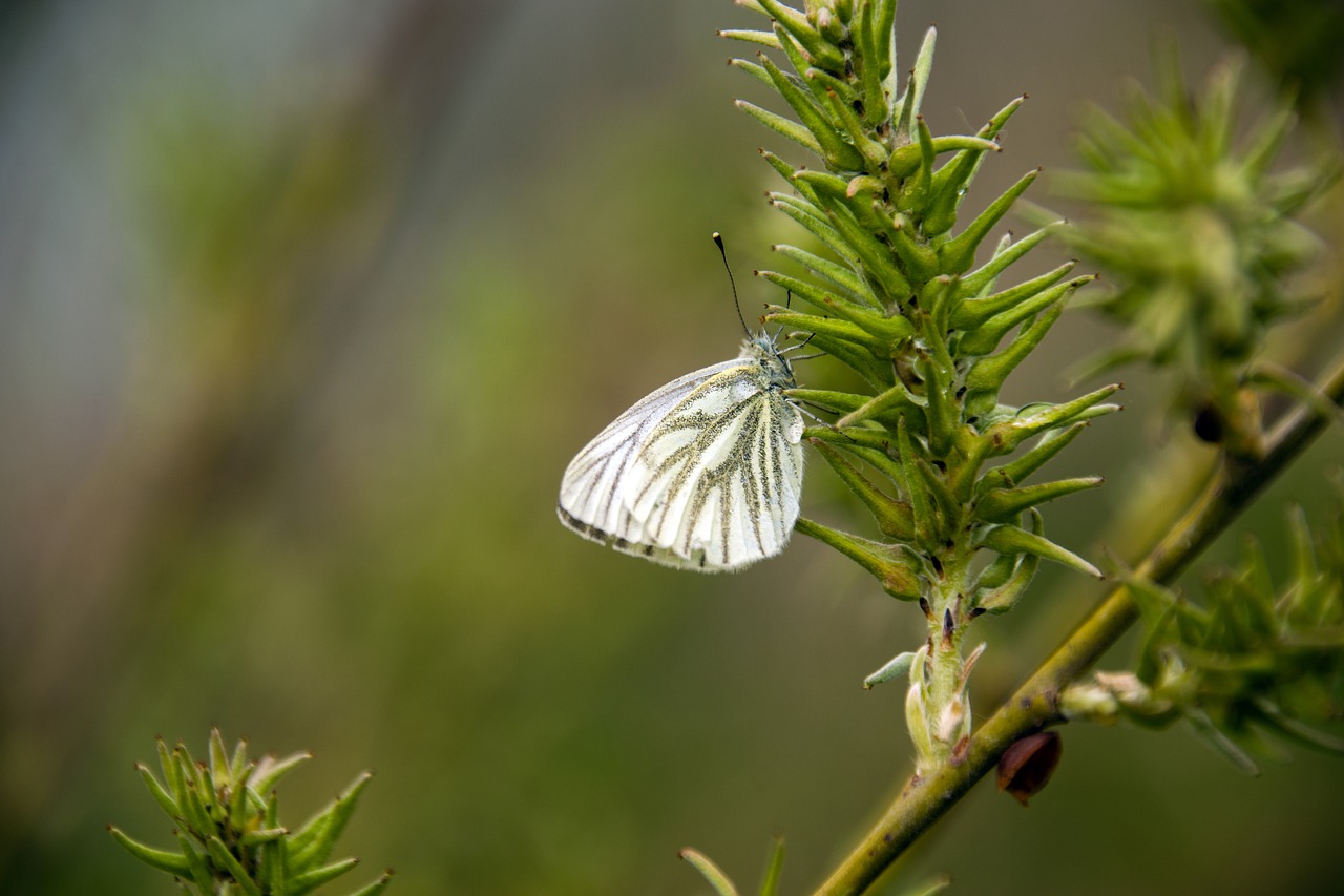 butterfly  cabbage white  willow free photo