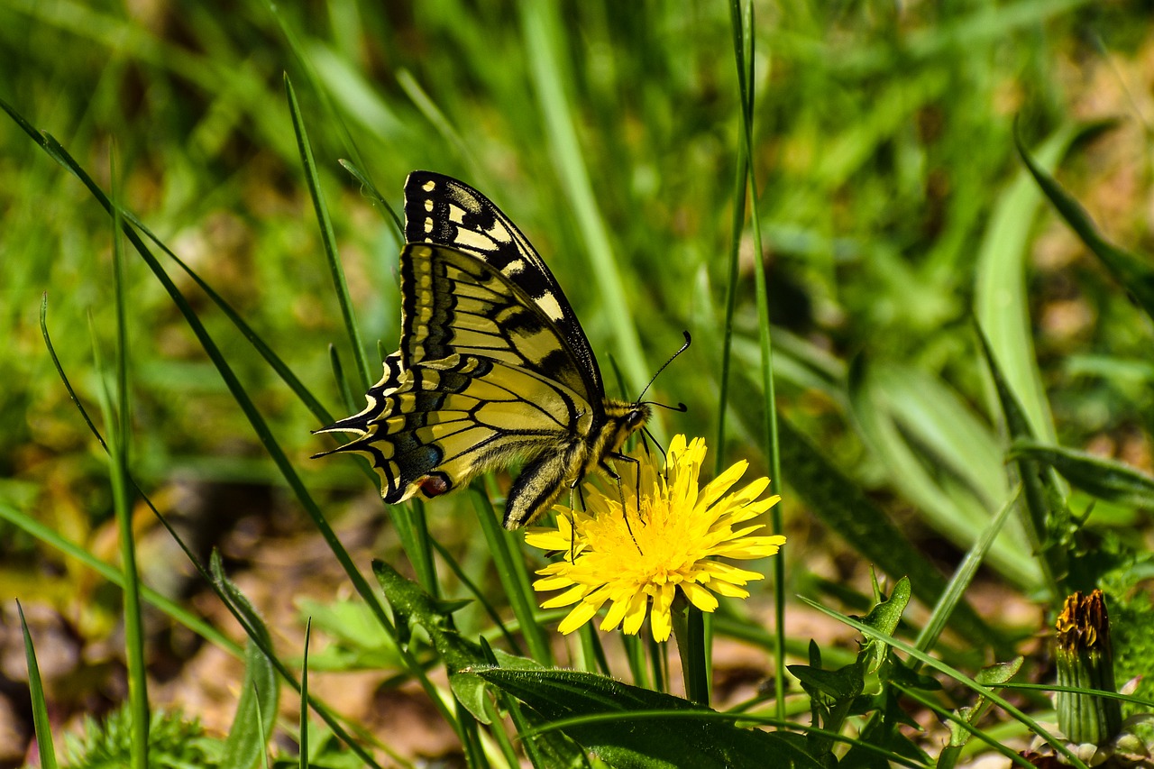 butterfly  nature  insect free photo