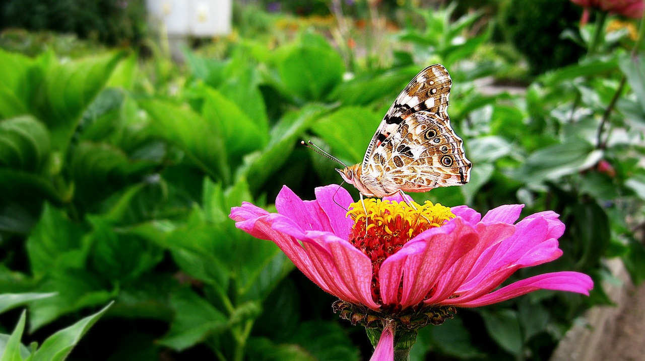 butterfly nature garden free photo