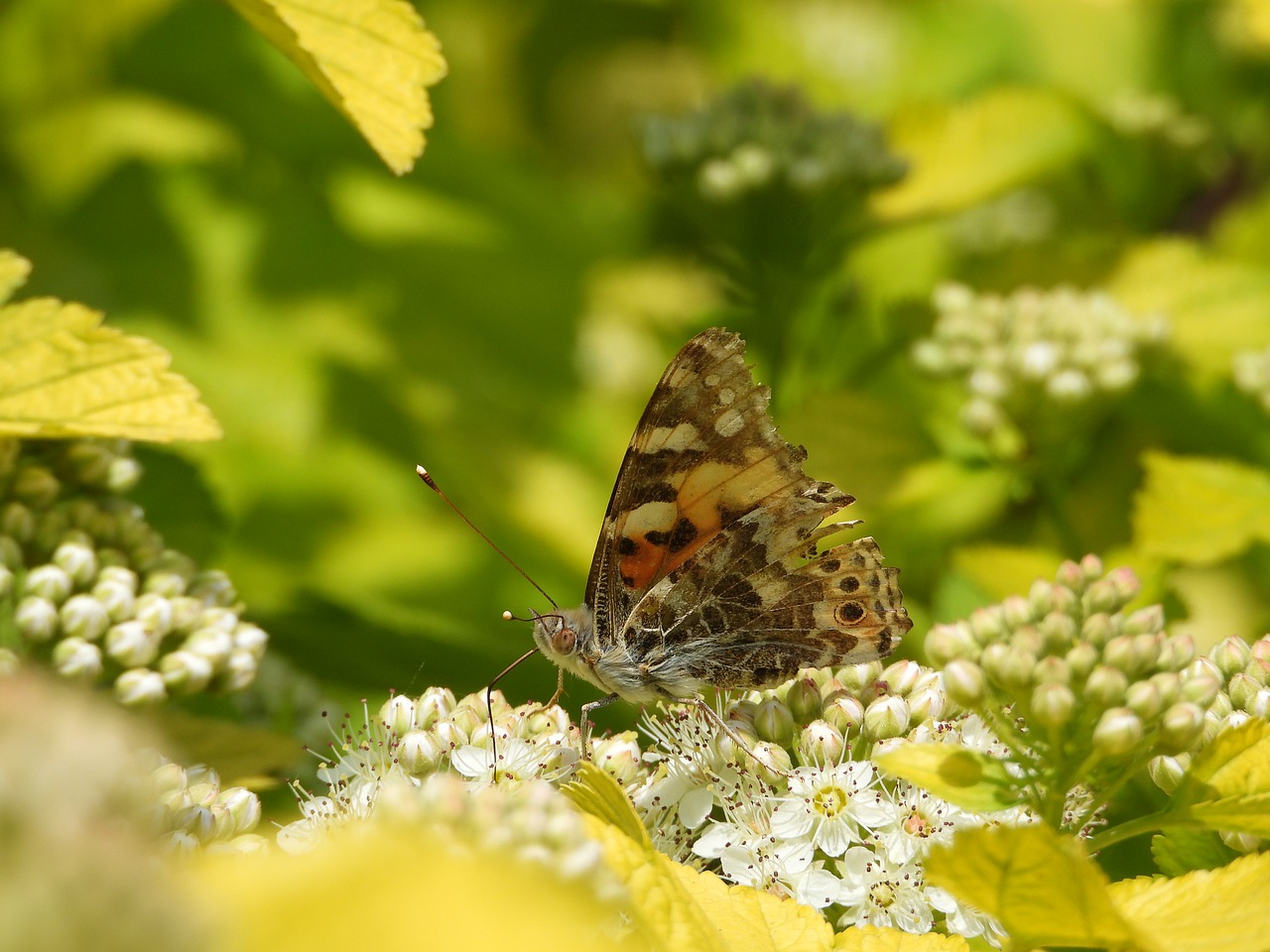 butterfly  spring  may free photo