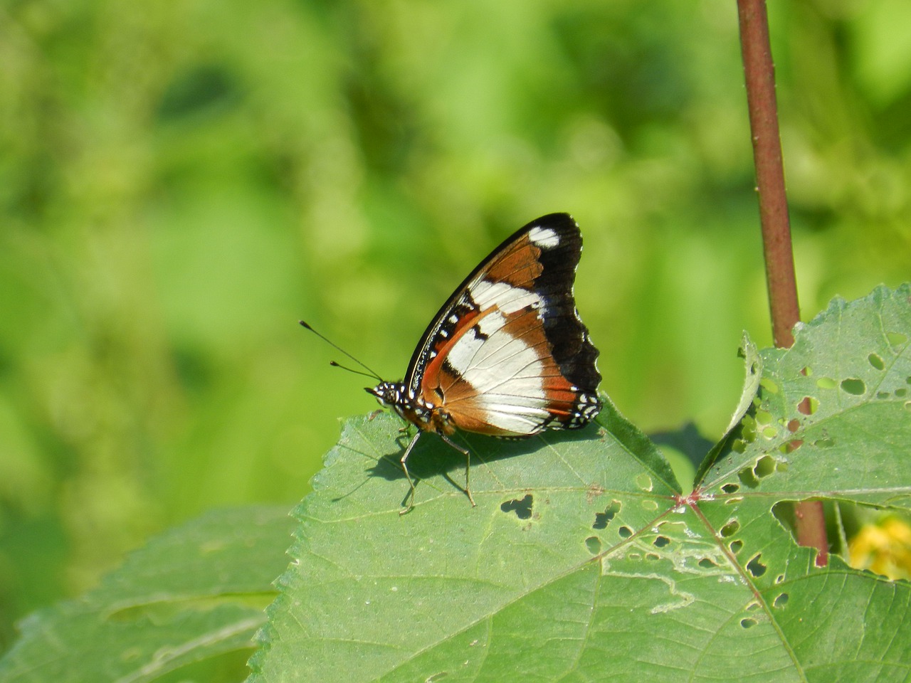 butterfly  india  wild free photo