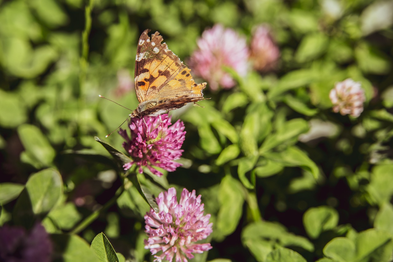 butterfly  flower  nature free photo