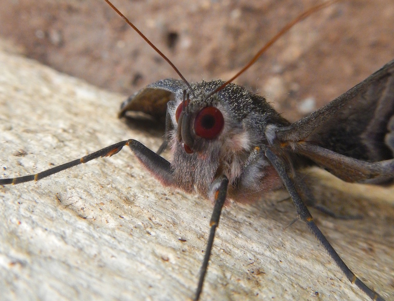 butterfly  flying  hairy free photo