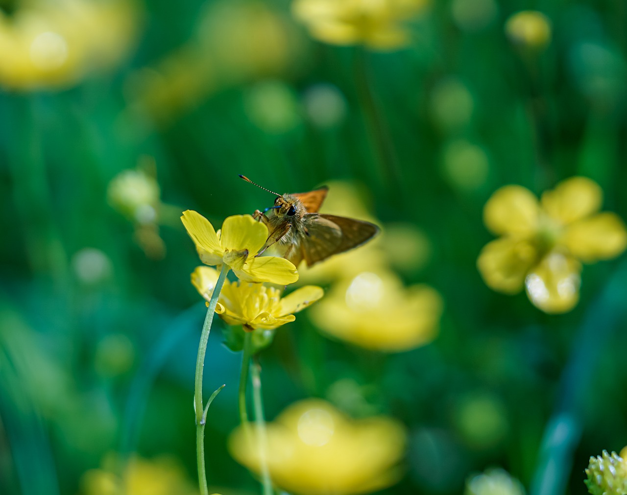 butterfly  green  colorful free photo